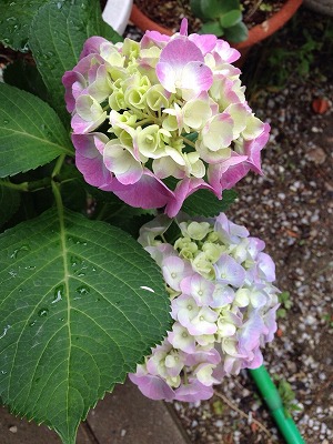 福岡の紫陽花