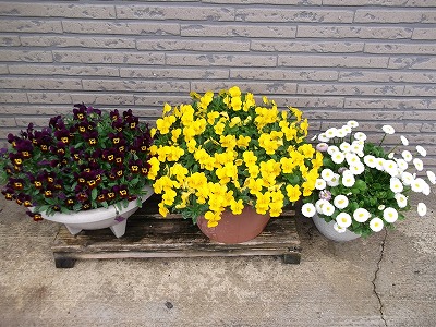 玄関前の花